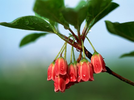 Bài giảng Luyện từ và câu Lớp 4 - Vị ngữ trong câu kể Ai làm gì? - Trường Tiểu học Phan Đình Giót