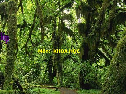 Bài giảng Khoa học Lớp 4 - Nhu cầu chất khoáng của thực vật - Trường Tiểu học Phan Đình Giót