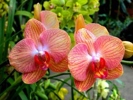 Bài giảng Toán Lớp 4 - Ôn tập về phân số - Trường Tiểu học Phan Đình Giót