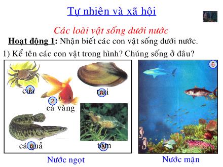 Bài giảng Tự nhiên và Xã hội Lớp 2 - Bài 29: Các loài vật sống dưới nước - Trường Tiểu học Phú Thượng