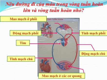 Bài giảng Tự nhiên và Xã hội Lớp 3 - Bài 8: Vệ sinh cơ quan tuần hoàn - Trường Tiểu học Phan Đình Giót