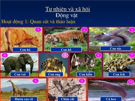 Bài giảng Tự nhiên và Xã hội Lớp 3 - Động vật - Trường Tiểu học Phan Đình Giót