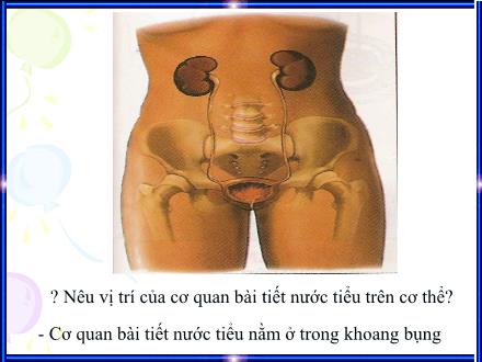 Bài giảng Tự nhiên và Xã hội Lớp 3 - Hoạt động bài tiết nước tiểu - Trường Tiểu học Phan Đình Giót