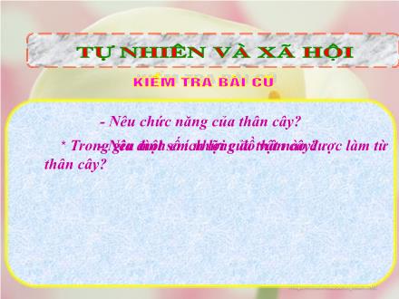 Bài giảng Tự nhiên và Xã hội Lớp 3 - Rễ cây (Tiết 1) - Trường Tiểu học Phan Đình Giót