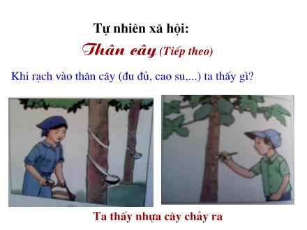 Bài giảng Tự nhiên và Xã hội Lớp 3 - Thân cây (Tiếp theo) - Trường Tiểu học Phan Đình Giót
