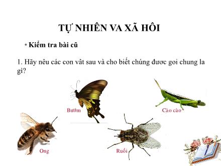 Bài giảng Tự nhiên và Xã hội Lớp 3 - Tôm, cá - Trường Tiểu học Phan Đình Giót