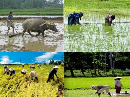 Bài giảng Tập đọc Lớp 5 - Ca dao về lao động sản xuất - Trường Tiểu học Phan Đình Giót