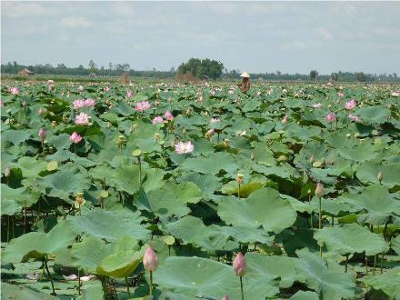 Bài giảng Tập đọc Lớp 5 - Trồng rừng ngập mặn - Trường Tiểu học Phan Đình Giót