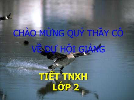 Bài giảng Tự nhiên và Xã hội Lớp 2 - Một số loài vật sống dưới nước - Trường Tiểu học Nguyễn Trãi