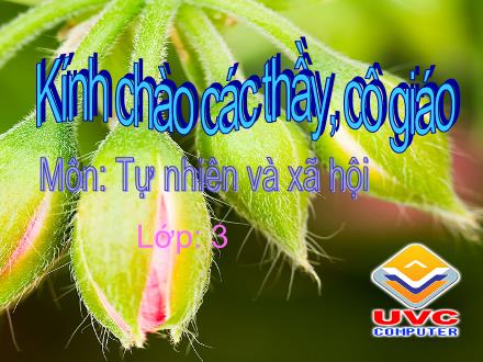 Bài giảng Tự nhiên và Xã hội Lớp 3 - Khả năng kì diệu của lá cây - Trường Tiểu học Nguyễn Trãi