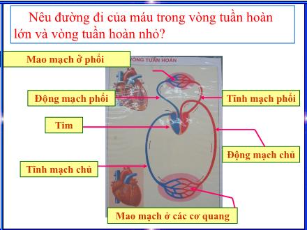 Bài giảng Tự nhiên và Xã hội Lớp 3 - Vệ sinh cơ quan tuần hoàn - Trường Tiểu học Nguyễn Tuân